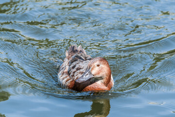 Molting Common Pochard (Aythya ferina) drake in pond in park