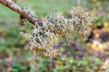 lichen growing on a tree branch  