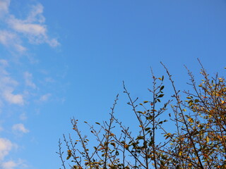 葉が落ち始めた木と青空