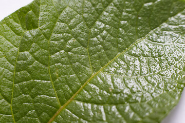 The green leaf of the plant taken in close-up shows the texture and structure of the leaf