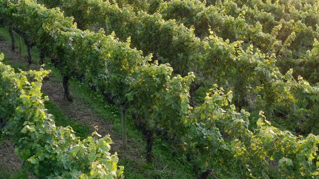Rows of grapes ready for harvest. Winemaking, viticulture. Slow aerial flight above leaves.