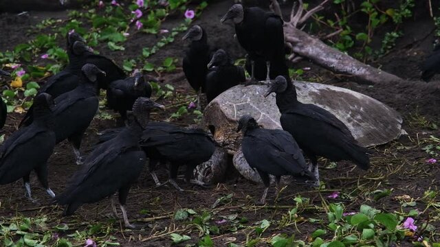 Vultures gathered around a sea turtle in Tortugero, Costa Rica and making holes in its body to eat it