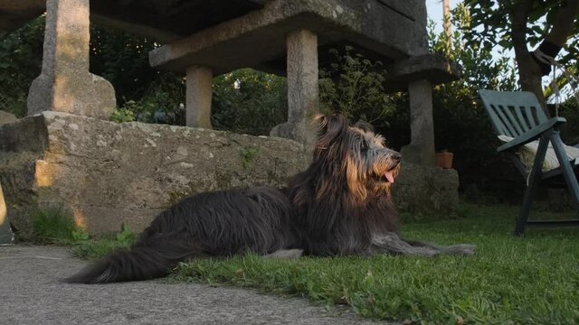 brown and gray briard dog resting on backyard grass. slowmotion close up view
