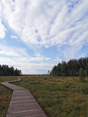 A winding wooden deck over a swamp with yellowed grass, going to the forest, against a beautiful sky with clouds.