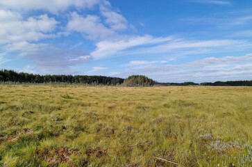 View of the swamp, where tall grass and trees grow against the background of the sky with beautiful clouds.