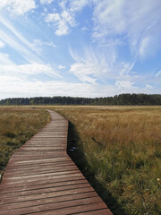 Obraz premium A winding wooden deck over a swamp with yellowed grass, going to the forest, against a beautiful sky with clouds.