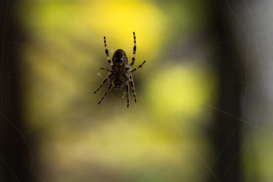 closeup of an orb spider on the web