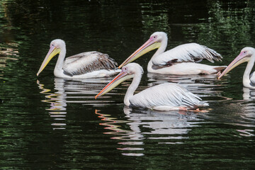 Great White Pelicans (Pelecanus onocrotalus) on lake