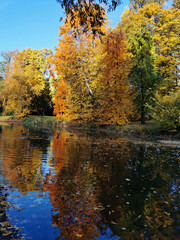 Autumn in the park. Trees with bright, already falling leaves grow on the shore of the pond and are reflected in its water.