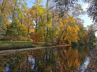 Fototapeta na wymiar Autumn in the park. Trees with bright, already falling leaves grow on the shore of the pond and are reflected in its water.