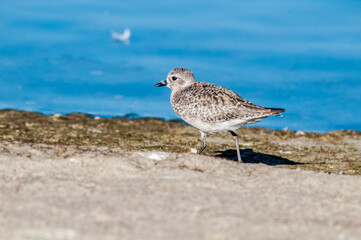 Migrating Black-bellied Plover (Pluvialis squatarola) in Malibu Lagoon, California, USA