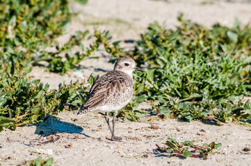 Migrating Black-bellied Plover (Pluvialis squatarola) in Malibu Lagoon, California, USA