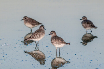 Migrating Black-bellied Plovers (Pluvialis squatarola) in Malibu Lagoon, California, USA