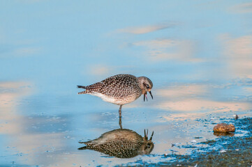 Migrating Black-bellied Plover (Pluvialis squatarola) in Malibu Lagoon, California, USA