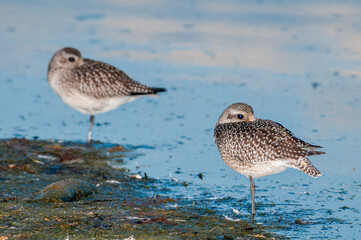 Migrating Black-bellied Plovers (Pluvialis squatarola) in Malibu Lagoon, California, USA