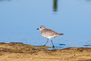 Migrating Black-bellied Plover (Pluvialis squatarola) in Malibu Lagoon, California, USA