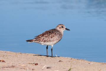 Migrating Black-bellied Plover (Pluvialis squatarola) in Malibu Lagoon, California, USA