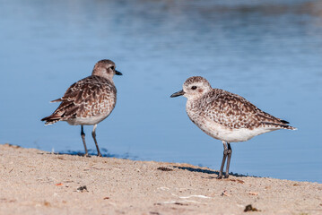 Migrating Black-bellied Plovers (Pluvialis squatarola) in Malibu Lagoon, California, USA