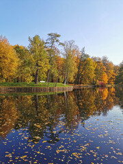 Autumn in the park. Trees with bright, falling leaves grow on the shore of the pond and are reflected in its water.