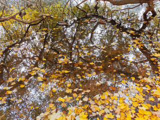 Autumn in the park. A willow with yellow leaves, bent over a pond in which ducks and fallen leaves swim.