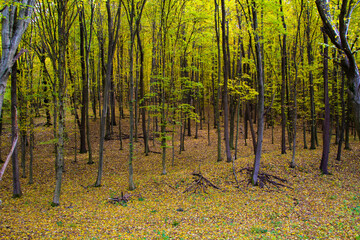 Obraz premium Deep in the forest