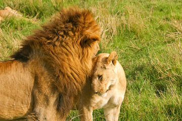 Lion et Lionne Panthera leo en chaleur, parade amoureuse big five Afrique Kenya