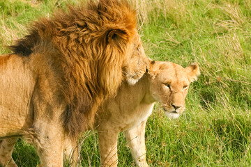 Lion et Lionne Panthera leo en chaleur, parade amoureuse big five Afrique Kenya