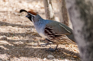 Gambel's Quail (Callipepla gambelii) male on Salton Sea area, Imperial Valley, California, USA