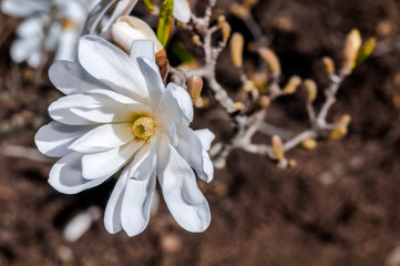 Star Magnolia (Magnolia stellata) in park