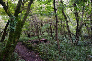 a refreshing autumn forest with a path