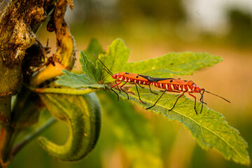 Insects mating on a leaf