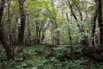 Obraz premium a beautiful dense forest with various trees