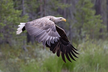 white-tailed eagle