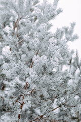 Winter forest with snowy fir trees. Firry branches with snow.