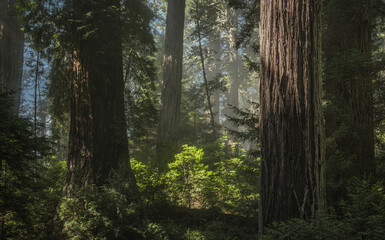 California Scenic Redwood Ancient Forest