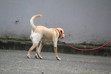 dog on the street