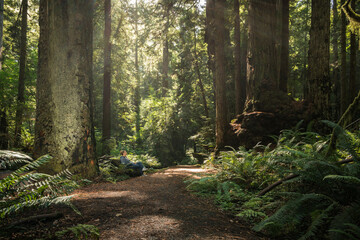 Hiker Taking Short Break Between Ancient Redwood Trees
