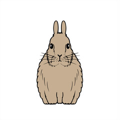 Jersey Willie Rabbit うさぎ
