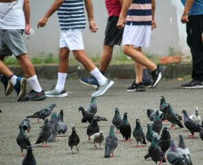 A close-up shot of many randomly positioned pigeons eating from the floor on the street ,people are working.