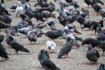A close-up shot of many randomly positioned pigeons eating from the floor on the street.