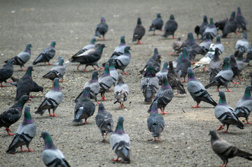 A close-up shot of many randomly positioned pigeons eating from the floor on the street.