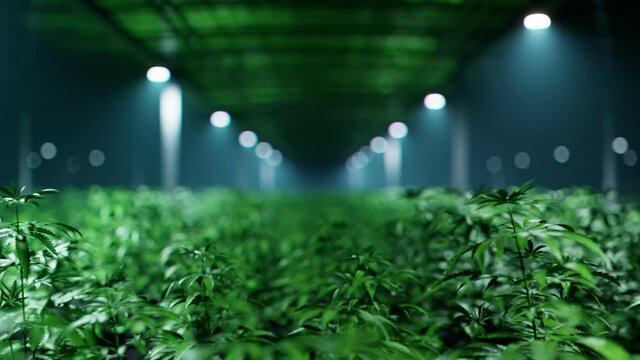 Marihuana grow. Huge cannabis plantation. Hemp cultivation for medical purpose.