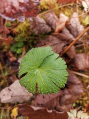 A plant before autumn which changes into many different colors  