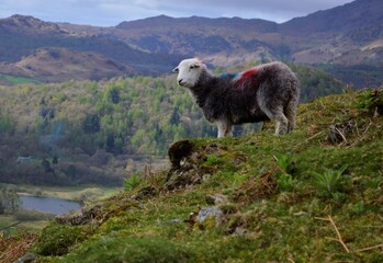 Obraz na płótnie Canvas A sheep on a hill in Lake District, United Kingdom