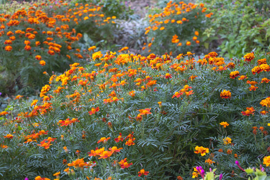 Lots of merigold flowers in the garden in beautiful orange color