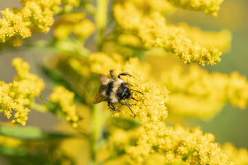 Bumblebee collects pollen on yellow goldenrod blossoms in fall. Concept limited food sources for insects in autumn..