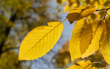 Bunte Blätter im Wald.
Goldener Herbst.