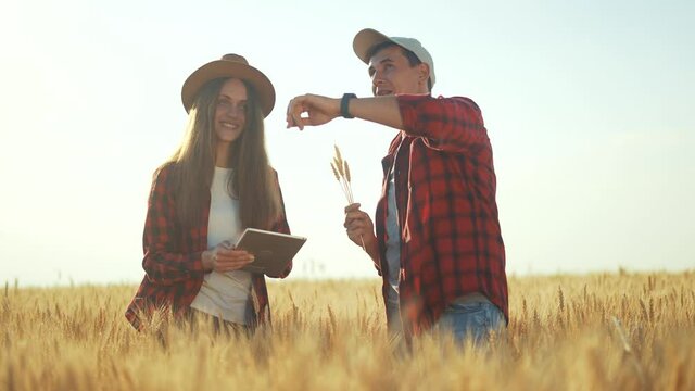 Agriculture. two farmers are working in a wheat field. business agriculture concept. farmers study harvest. barley cereal wheat harvest time. healthy food export business. wheat grain barley harvest