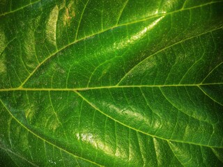 green leaf texture.macro photography close up