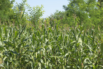 Obraz premium Corn plantation on the field - photographed in full sun